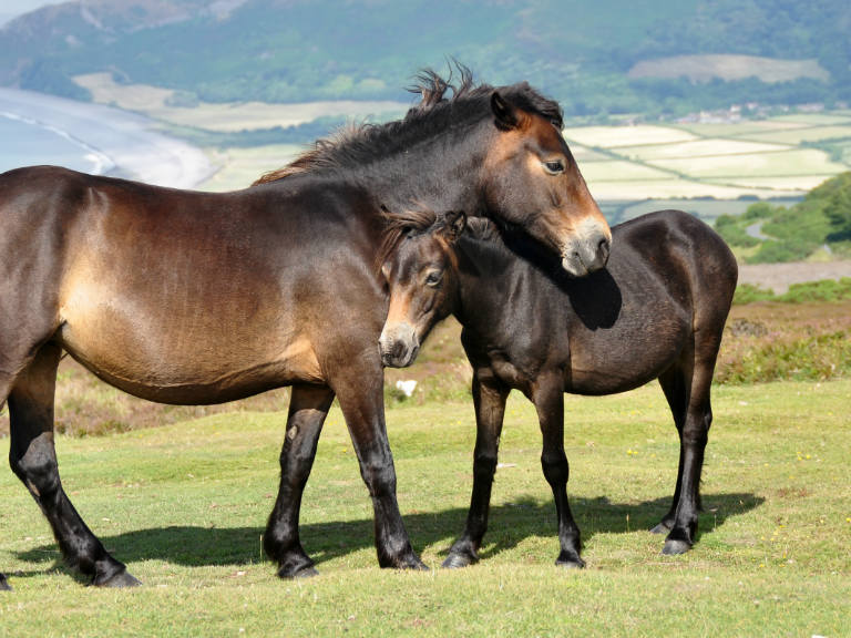 Exmoor pony